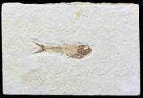 Diplomystus Fossil Fish - Wyoming #44209-1